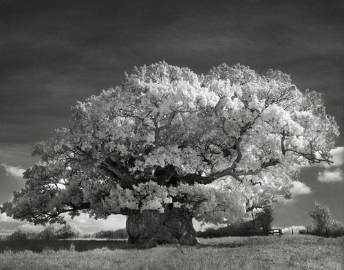 Les plus vieux arbres