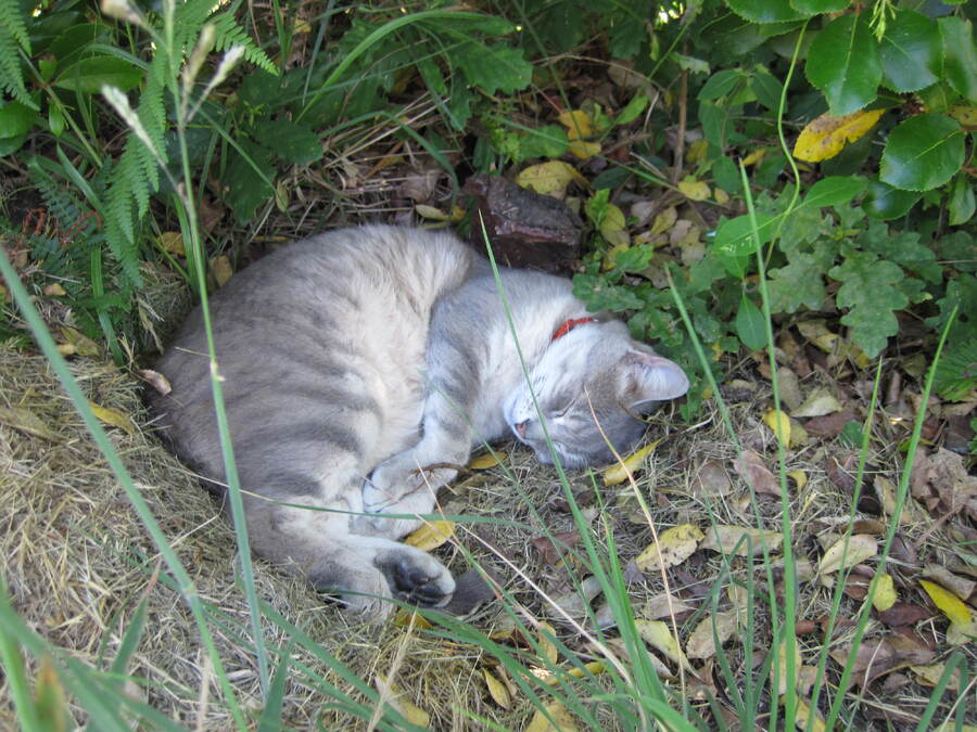 La sieste de Cachou