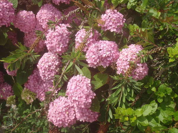 HORTENSIA DU SUD