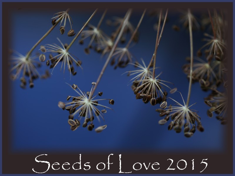 Seeds Of Love 2015