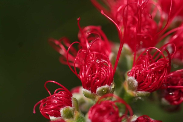 Callistemon-2