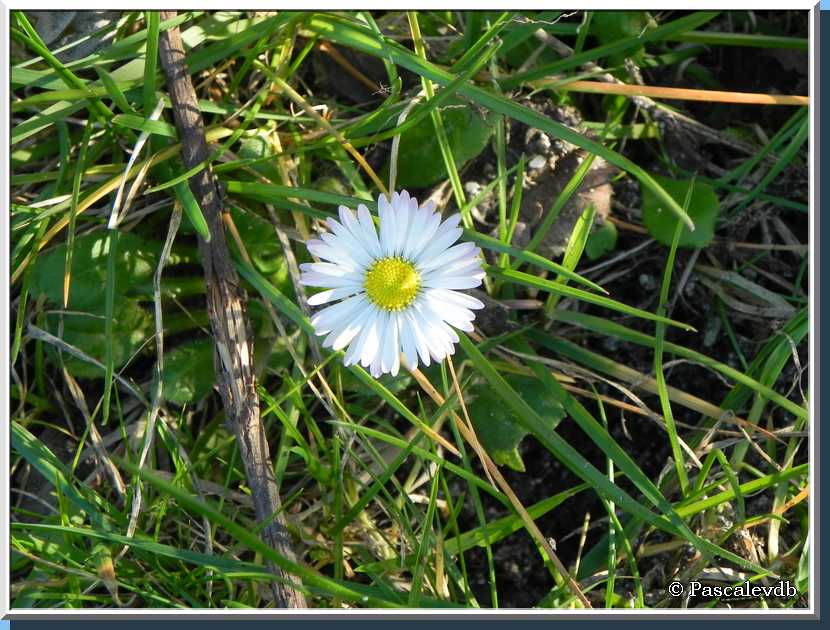 Je bourgeonne, tu éclos, elle fleurit, on revit ... c'est le PRINTEMPS ! 4/4