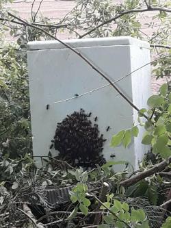 Création journée mondiale des abeille