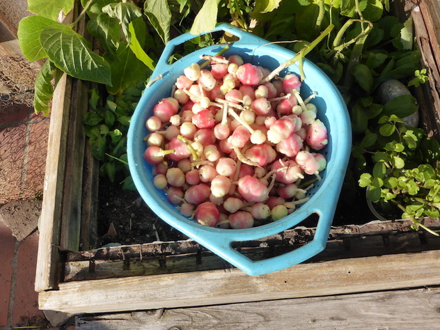 - Premier coup fe froid sur le jardin - 