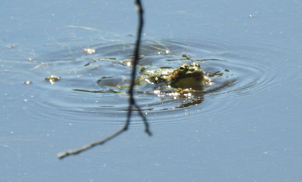 Des grenouilles à Saint-Brice...