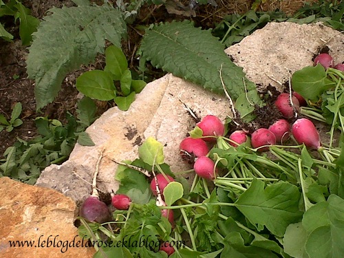 Tomates en bonne voie et radis monstres/Tomatoes well on the way and monster radishes