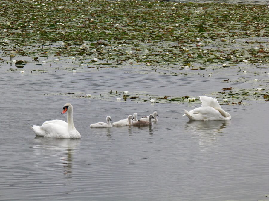 En famille