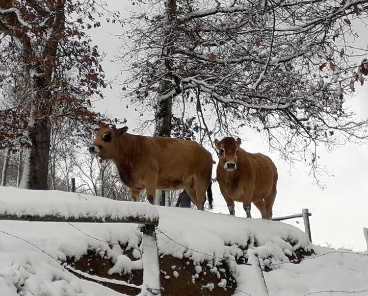 La neige..