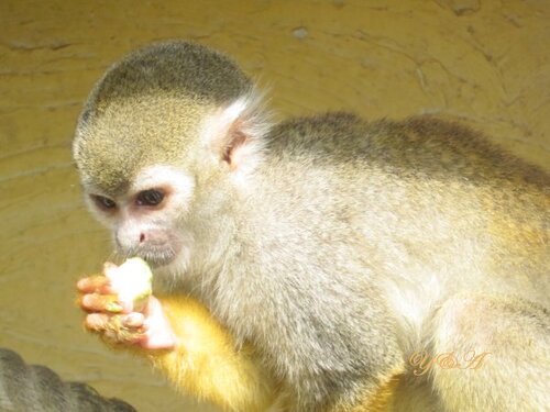 une journée à Pairi Daiza