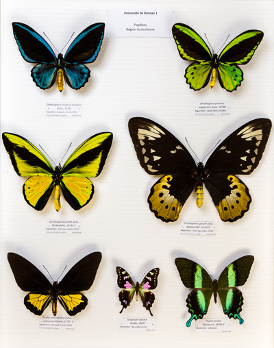 LEPIDOPTERES 2