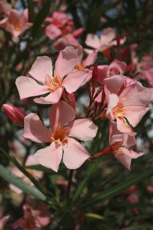 Fleurs cultivées : Laurier rose