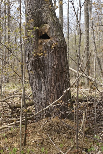 Belles rencontres à Beausoleil Island