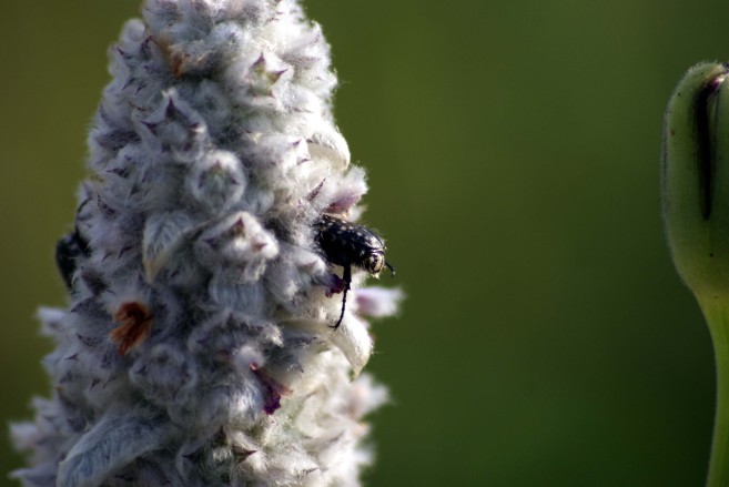 Insecte sur Stachys 4763