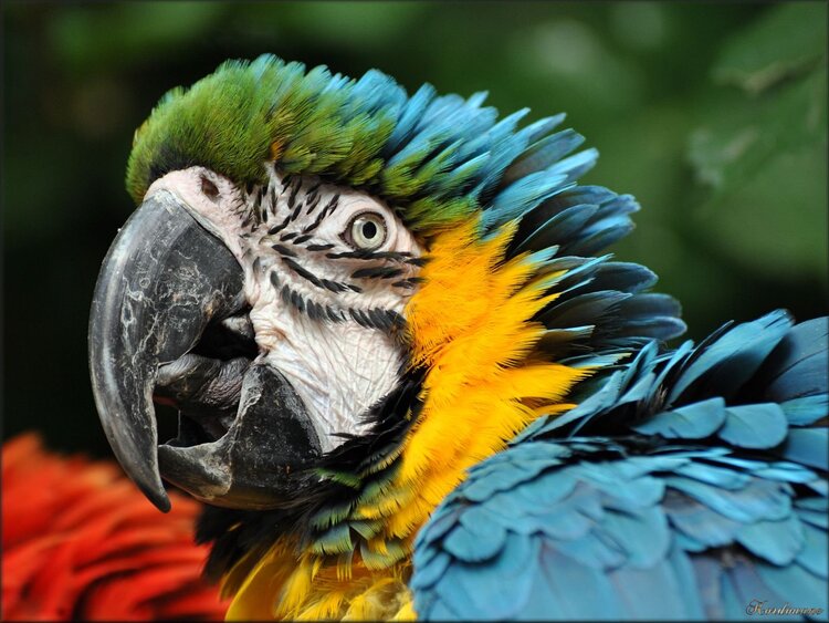 Photo de Ara Ararauna du Zoo de Pessac