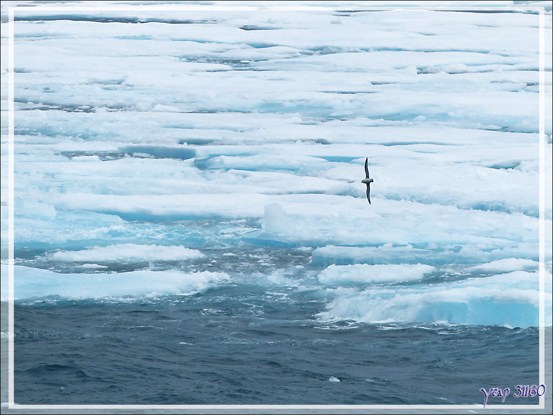 Rencontre d'un peu de banquise en débâcle dans Lancaster Sound - Nunavut - Canada