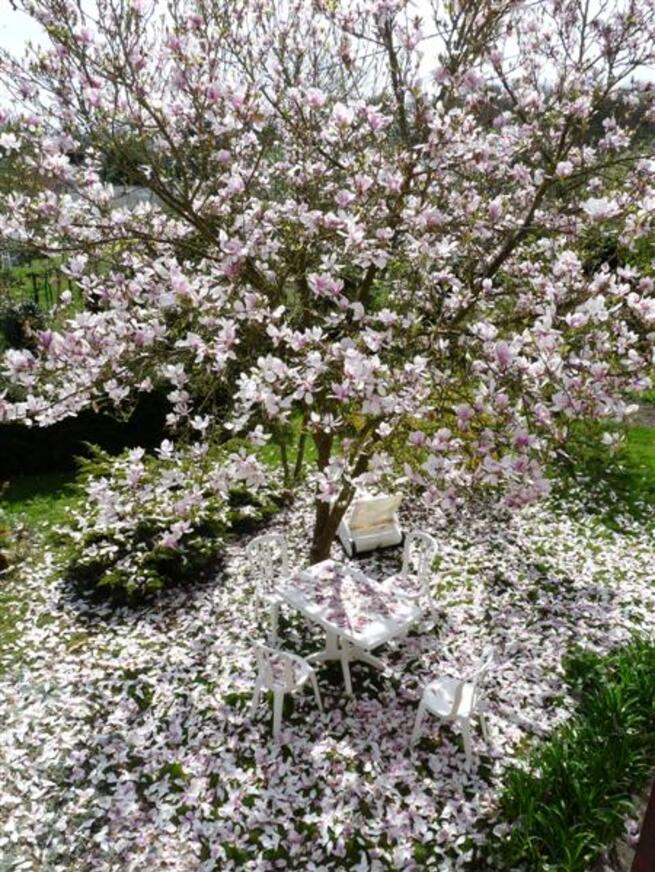 Notre magnolia pendant et après la floraison