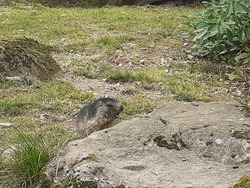 Mercredi 6 avril : Parc animalier des Pyrénées