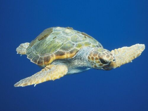 Après 20 ans passés dans un aquarium, une tortue parcourt le monde