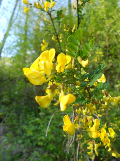 une grappe de fleurs de coronille arbrisseau, jaune sur fond vert