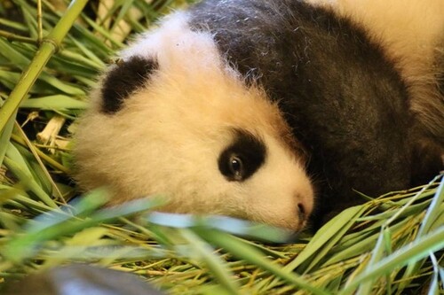 Adorable Panda et son petit