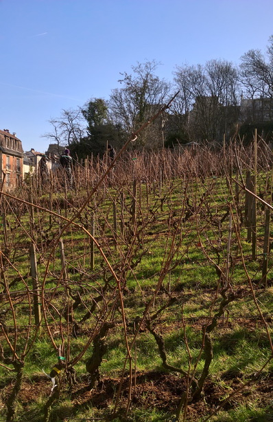 Taille de la vigne du Clos Montmartre.