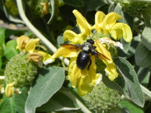 Jardin des Plantes Paris 