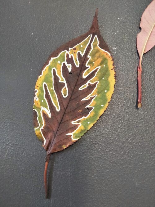 Dessiner sur des feuilles d'automne à la bibliothèque