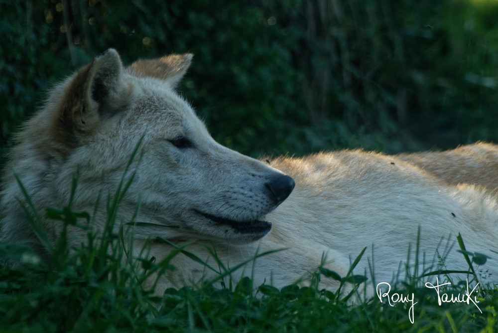 Loup du Canada Aout 2021 Part.1