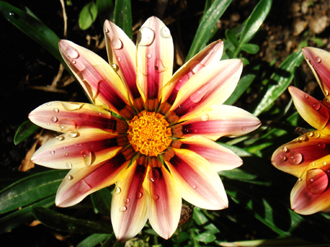 Gazania, (Gazania), fleur du jardin