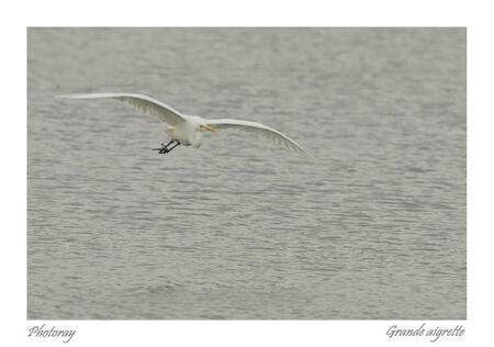 Grande aigrette 7