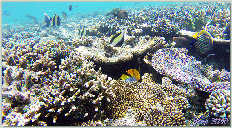 Aquarium : Zancles, Chirurgien, Papillon à deux selles, Poisson-ange empereur ... - Athuruga - Atoll d'Ari - Maldives