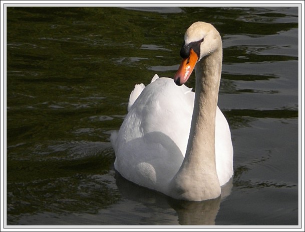 6 mai 2011 Photo 5 Cygne blanc