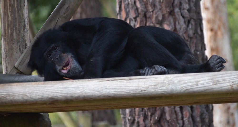 Chimpanzé photographié au zoo de La Teste en octobre 2021