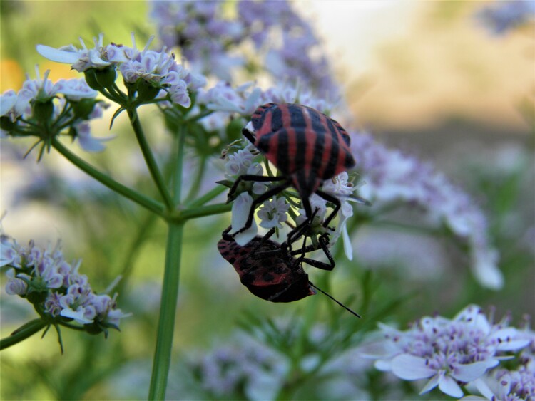 Rencontre au sommet