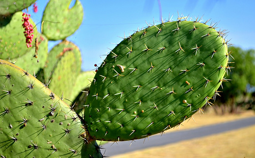 Le nopal et ses propriétés curatives
