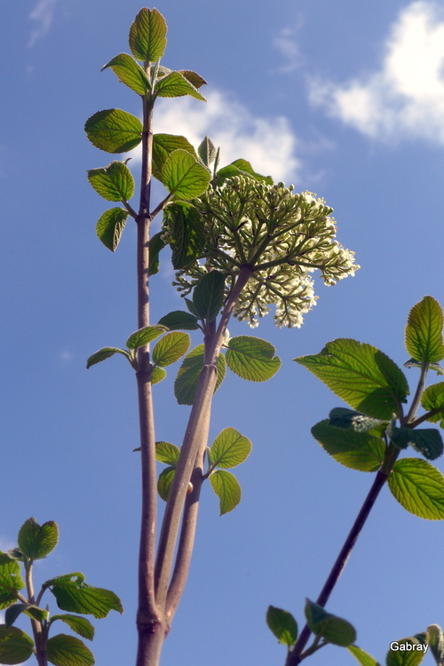 Petites fleurs blanches : viorne lantane