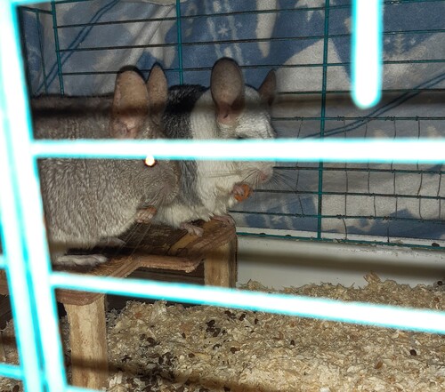 Mes chinchillas