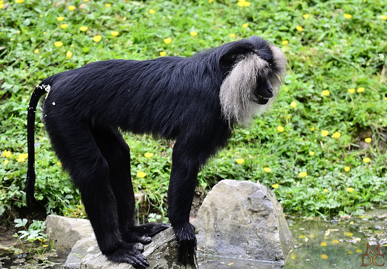 Macaque Ouanderou