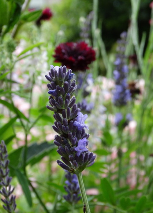 Floraisons de début d'été (1ère partie)