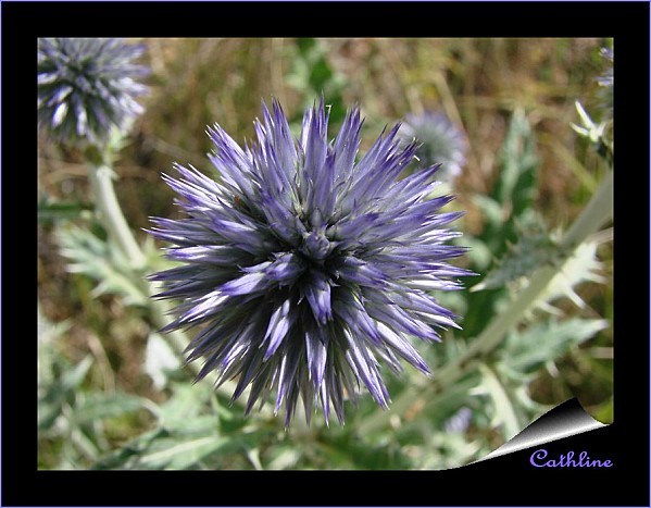 Echinops ritro