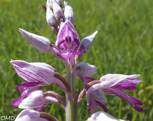 Orchis militaris  -  orchis militaire