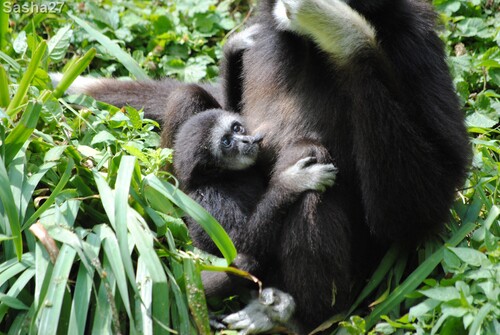 (15) Le gibbon à mains blanches.