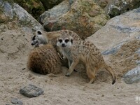 Suricate : Pairi Daiza : 8 septembre 2015