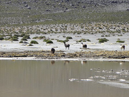 San Pedro de Atacama