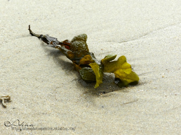 Algue sur le sable