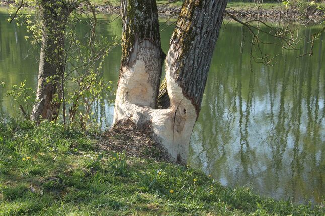 Au bord du canal