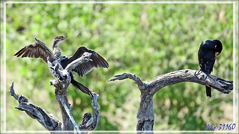 Cormoran africain, Reed Cormorant (Microcarbo africanus) - Safari nautique - Parc National de Chobe - Botswana