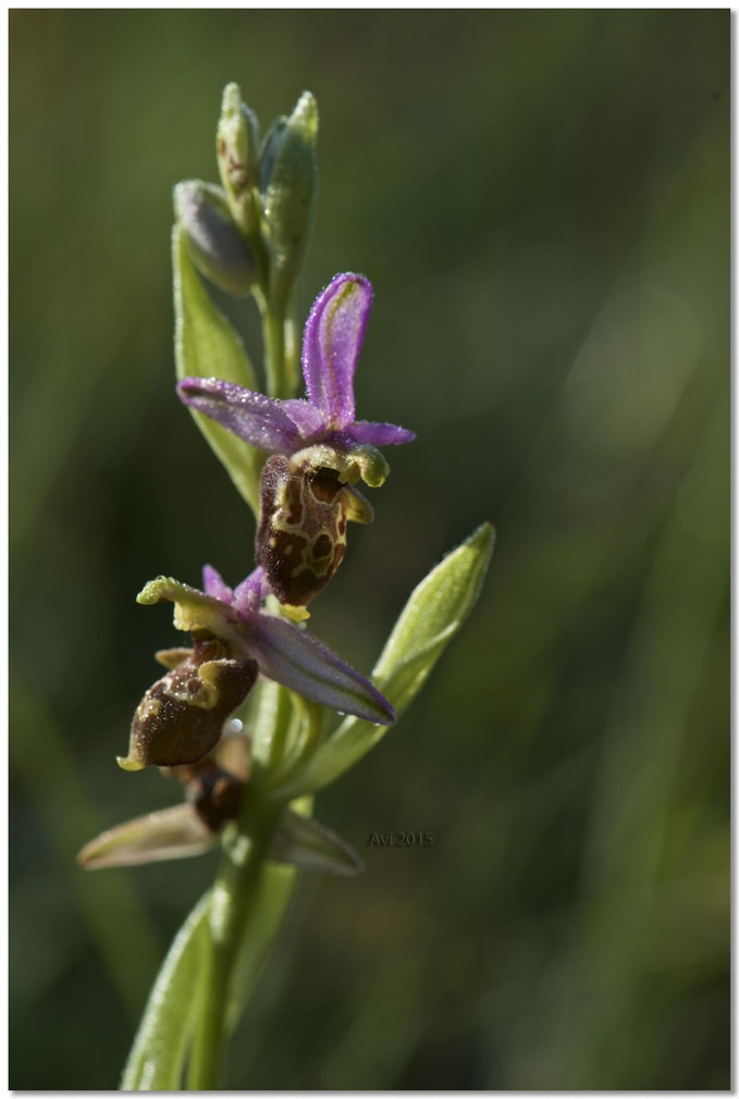 Orchidées découvertes ce matin le long d'un pré : merveilleux