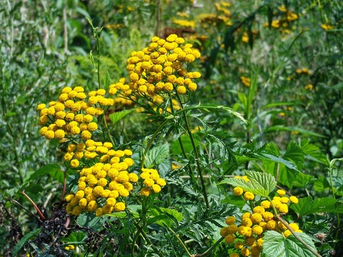 Les traitements et engrais naturels pour le potager