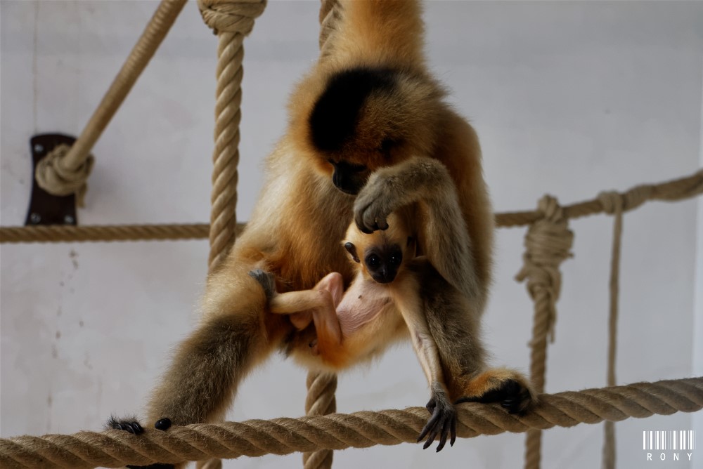 Gibbon à joues jaunes